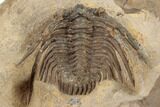 Spiny Leonaspis Trilobite - Lghaft, Morocco #191872-4